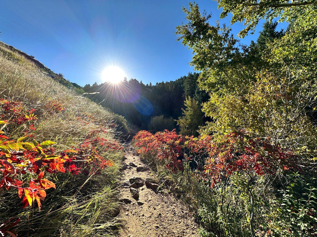 The sun going behind the hills on a trail in Golden with some red plants surrounded by green trees